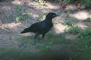 crow