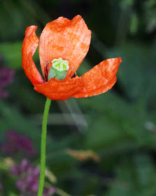 Long-headed poppy, Papaver dubium subspecies dubium, in Riddlesdown Quarry.  City of London Commons outing to Riddlesdown Quarry, 2 July 2011.