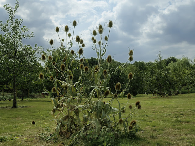 Teasel plant with orchard in background