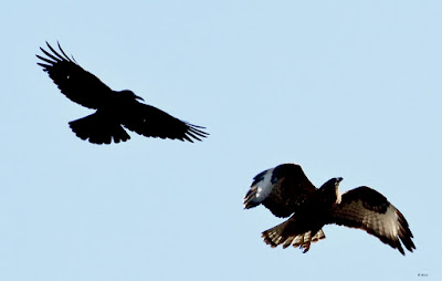 Long-legged Buzzard -   Mobbed by Large-billed Crow  