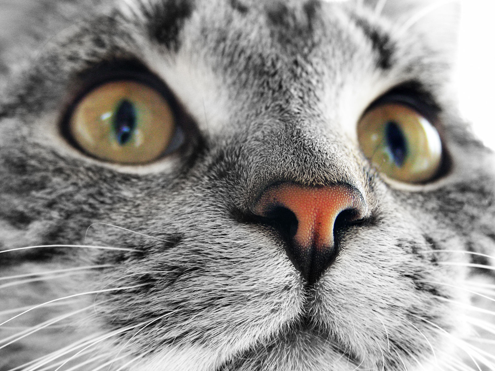 Best Desktop HD  Wallpaper  Cat  Desktop wallpapers 
