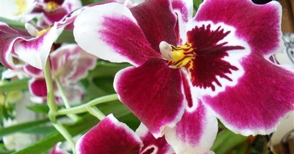  Contoh  Report Text Tentang Bunga  Anggrek  Orchid Dark 