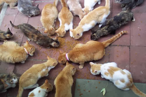 Leitor reclama de grande quantidade de gatos de rua sendo alimentados no centro de Santa Cruz e prejudicando a vizinhança