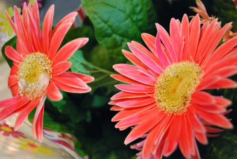 Fotos Das Flores De Holambra - Jaboatão recebe o 1º Festival de Flores de Holambra 