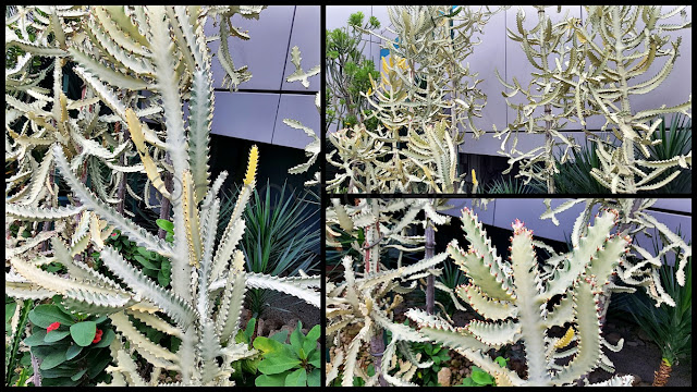 Albino Cacti at Changi Airport Terminal 1 Cactus Garden
