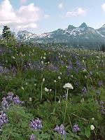 Mt Rainier meadow