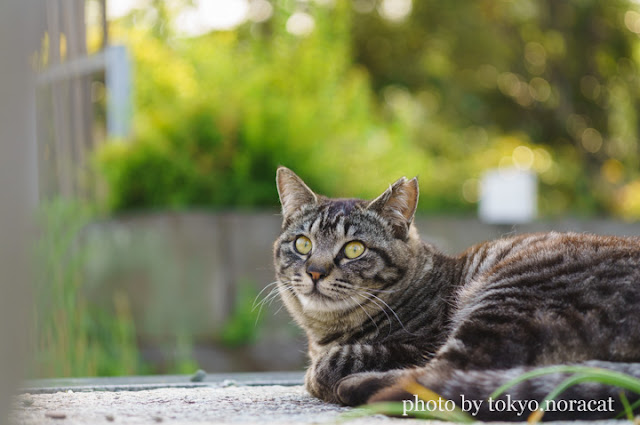 猫写真