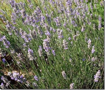 Lavandula latifolia