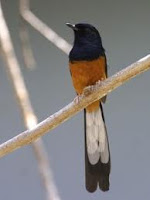 Cara menjinakkan burung