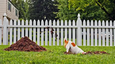 stop dogs digging under fences, why dogs dig holes, how to train a dog not to dig, no dig spray for dogs, best way to keep dog from digging under fence, how to teach a dog not to dig, neighbors dog digging under fence, how do you stop your dog from digging, my dog digs under the fence, how to train your dog not to dig, how to stop a dog digging in the yard, how to prevent my dog from digging, how to break a dog from digging holes, digging dogs training, train dog to stop digging,