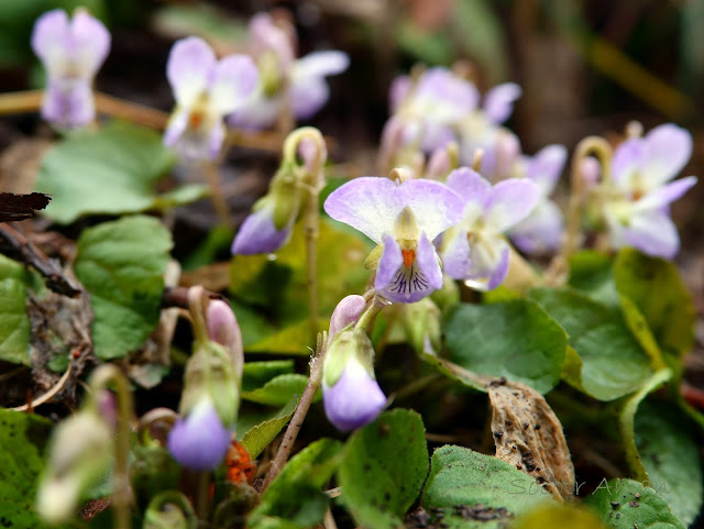 Viola hondoensis