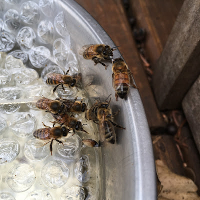 bee, beekeeping, bubble wrap, collecting water, plastic straw, rafts, watering bees, winter, 