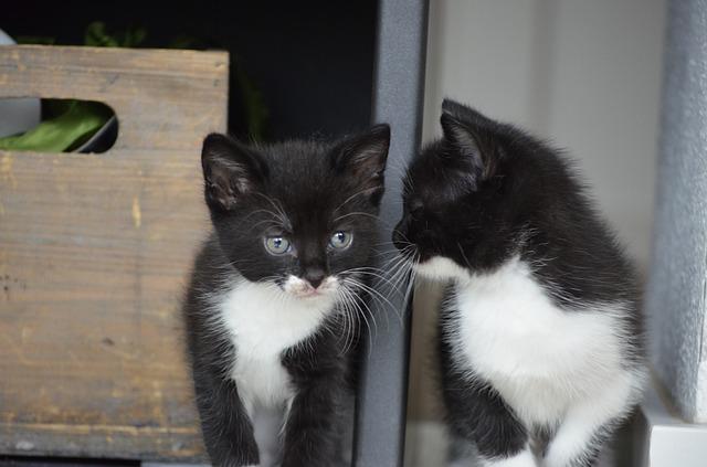 Twin Kittens