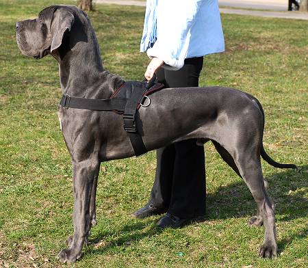 Great Dane on Great Dane Dog 1 Jpg