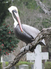 Cemetery Pelican