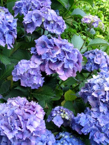 Hydrangea Flowers