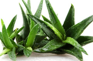 bán bột lô hội- aloe vera