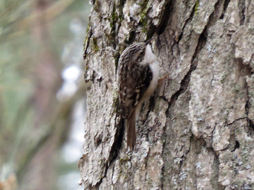 brown creeper