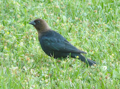 brown-headed cowbird