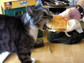 kucing makan burger