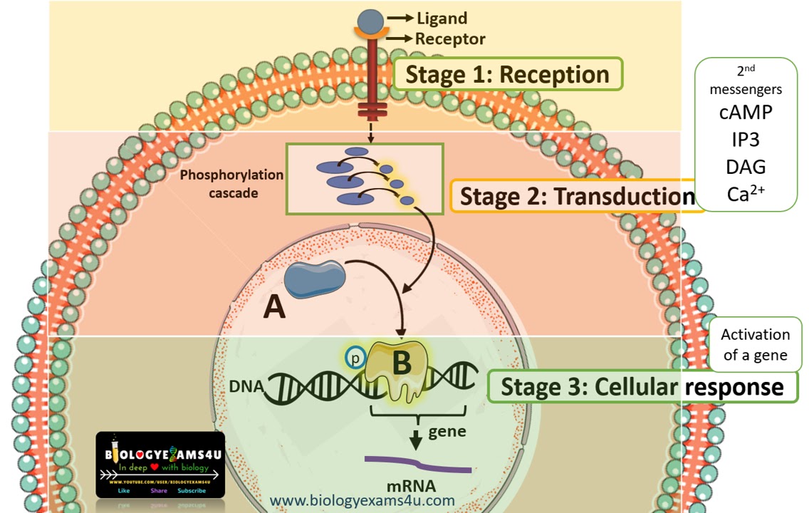 3 Stages of Cell Signaling