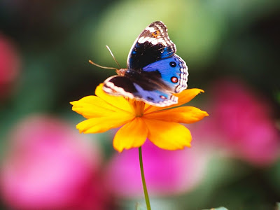 Beautiful Butterfly Normal Resolution Wallpaper 22