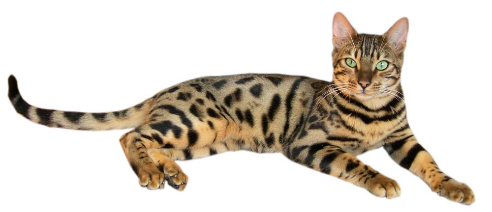 Details: Bengal Cats