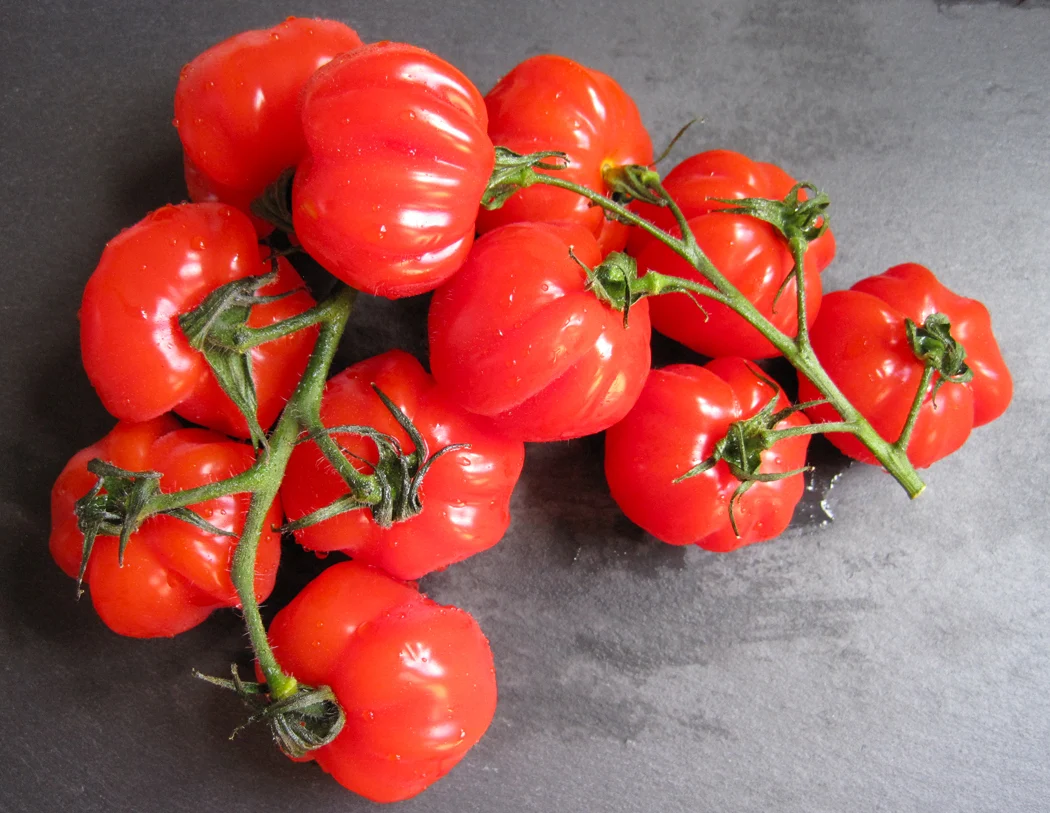 Tomatoes on the vine