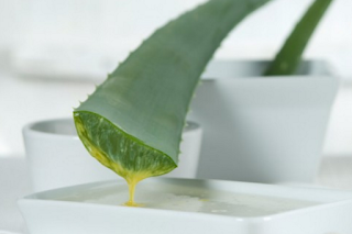 bán chất  bột Lô Hội - Aloe Vera dùng làm mỹ phẩm