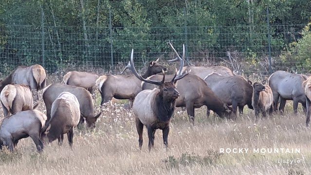 科羅拉多Trail Ridge Road - Elk