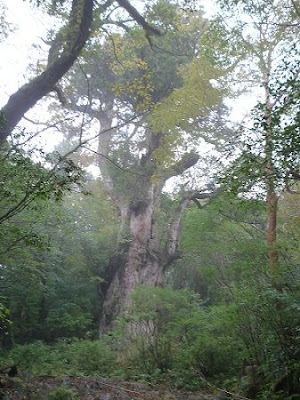 Jomon sugi (over 2000 year-old cedar)