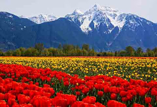 Agassiz Tulip Festival, British Columbia, Canada.