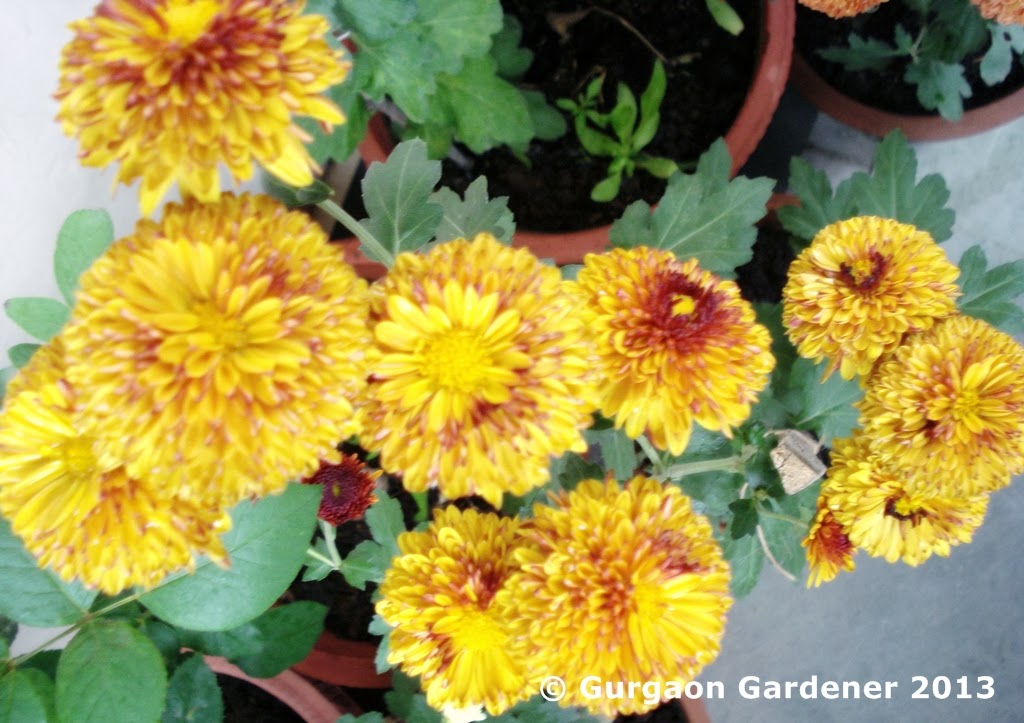 Gurgaon Gardener: Chrysanthemum, Garden Mums or Mums