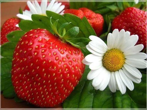manfaat buah strawberry