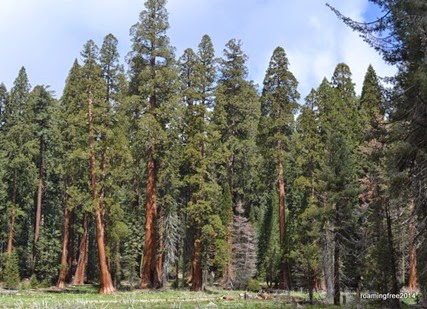 Sequoia Grove