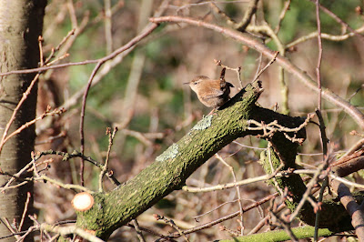 Tomke - Winterkoning - Troglodytes troglodytes