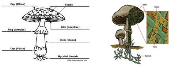 Cendawan (Mushroom)