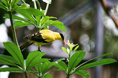 Black-naped Oriole