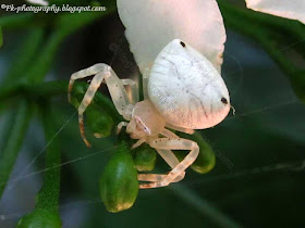 White Crab Spider