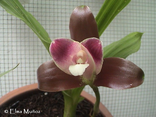 Lycaste Macrophilla