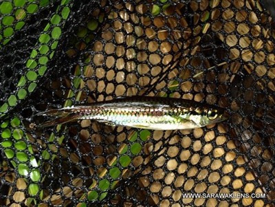 blackwater_peatswamp_fish_species_07