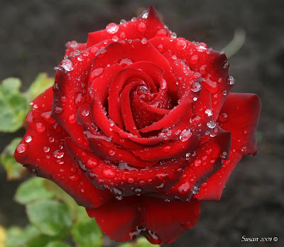 roses wallpaper roses wallpaper