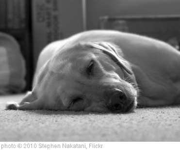 'Lazy Dog' photo (c) 2010, Stephen Nakatani - license: http://creativecommons.org/licenses/by/2.0/