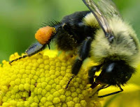 Bumblebee habitat, bumblebees are coated with a thick layer of fine hair that serves as a thermal insulator, bumblebees possess the ability to shiver to generate heat, bumblebees are a species very well adapted to cold.  Bumblebees are a species well adapted to both cold and heat, unlike their relatives the bees which can be adapted very well in warm or temperate but not cold weather, this is due to their anatomy as the bumblebees are coated a thick layer of fine hair that serves as a thermal insulator protecting them from extreme heat and cold, therefore they can be found in different parts of the globe. Bumblebees capable aisingtheir body temperatura different ways, http://althox.blogspot.com/2014/05/Bumblebee-Habitat.html