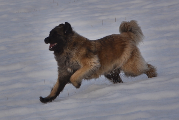 leonberger