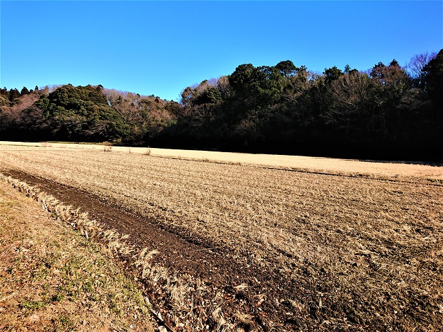 田んぼ