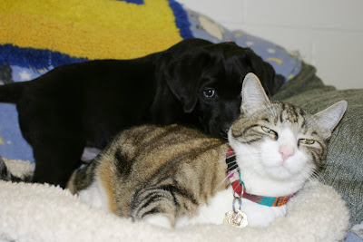 A small black labrador retriever puppy snuggles up with George the Cat
