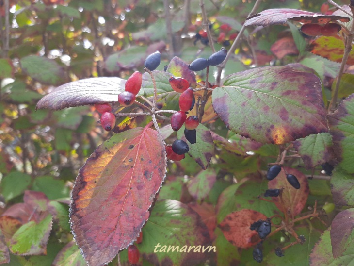 Калина буреинская (Viburnum burejaeticum)