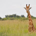 The giraffe is not one species but four, scientists discover 