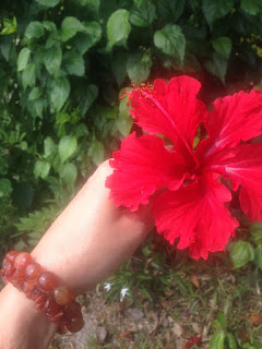 aide leit-lepmets indoneesia inspiratsioon hibiskus